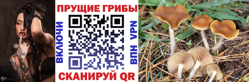 Галлюциногенные грибы прущие грибы  где найти   Палласовка 